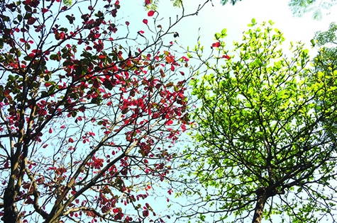 looking up to the sky, there is a red maple on the left and a green maple on the right
